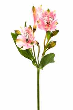 美丽的粉红色的alstroemeria