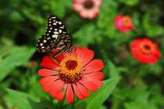 蝶泳金牌花园红色的花