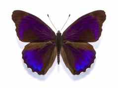 热带蝴蝶eunica阿尔派斯excelsa