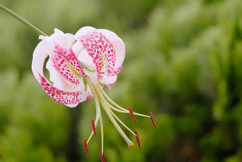 百合属植物speciosum<strong>都是</strong>格洛里奥索德斯绿色<strong>背景</strong>