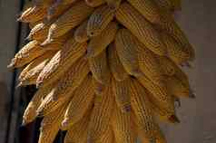 金彩色的干生态玉米收获