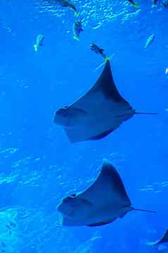 黄貂鱼鱼水族馆热带鱼珊瑚礁