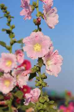 粉红色的蜀葵蜀罗塞亚花朵