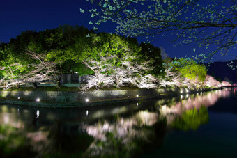日本琵琶湖运河樱花树