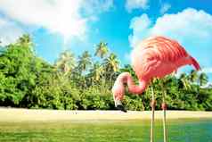 粉红色的火烈鸟水热带风景