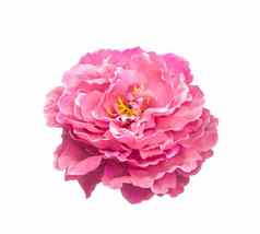 人工粉红色的玫瑰花