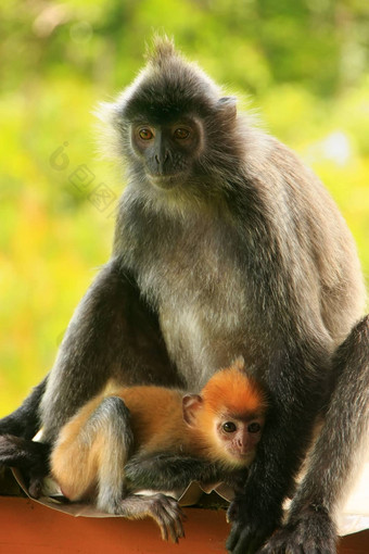 镀银叶猴子年轻的婴儿婆罗洲马来西亚