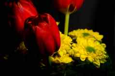 红色的郁金香黄色的花朵