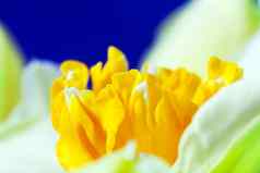 宏图像春天花淡黄色水仙花