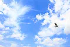 飞行伟大的白色白鹭蓝色的天空背景