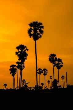 景观轮廓棕榈树