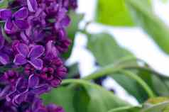 盛开的淡紫色花摘要背景宏照片