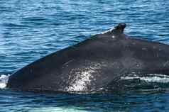 座头鲸鲸鱼