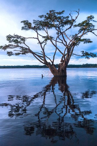 亚马逊热带雨林拉古纳大国家公园cuyabenoecu