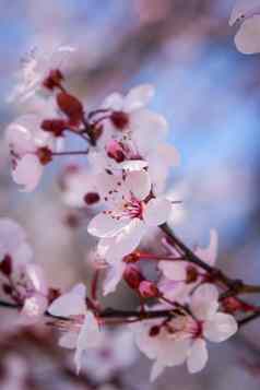 美丽的粉红色的春天樱桃开花