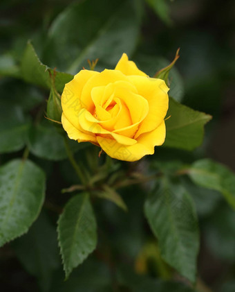 黄色的<strong>玫瑰</strong>花植物