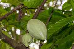新鲜的成熟的水果植物树异国情调的热带
