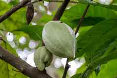 新鲜的成熟的水果植物树异国情调的热带