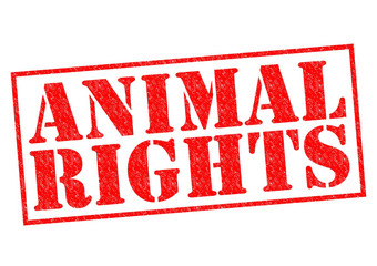 动物权利