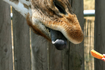 舌头长颈鹿