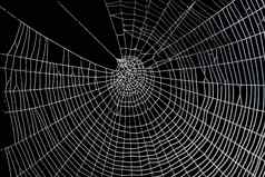 漂亮的可怕的可怕的蜘蛛网络