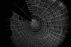 蜘蛛网络模式万圣节可怕的蜘蛛网