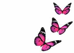 紫罗兰色的蝴蝶孤立的白色背景
