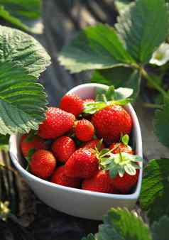 草莓心形状碗