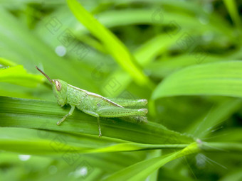 baby-grasshopper绿色草