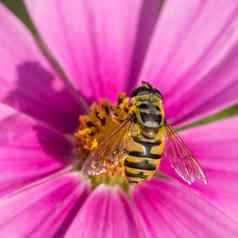 前视图黄蜂粉红色的花