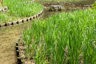 绿色草园艺石头池塘