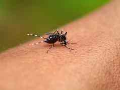 完整的血蚊子身体咬人类皮肤