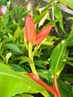 红色的香蕉花
