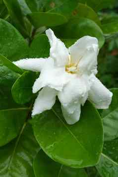 芳香花角茉莉花栀子花茉莉花栀子花