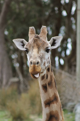 长颈鹿戳舌头