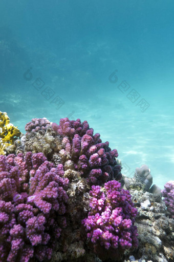 <strong>珊瑚</strong>礁<strong>粉</strong>红色的pocillopora<strong>珊瑚</strong>底热带海蓝色的水<strong>背景</strong>