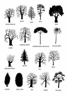 类型树