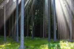 射线光森林