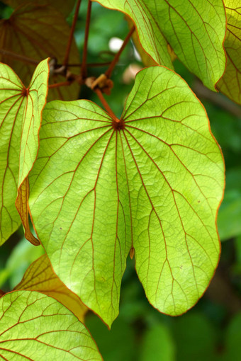 金叶的藤本植物紫荆花金黄色葡萄球菌拉森