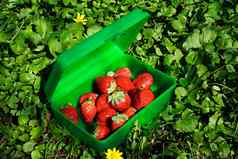新鲜的草莓绿色盒子
