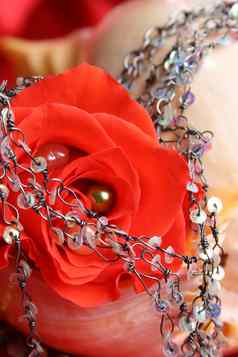 红色的玫瑰珍珠