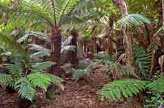 热带雨林蕨类植物