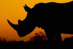 白色犀牛钇模拟南非洲