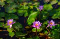 盛开的睡莲花池塘