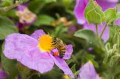 蜜蜂收集花粉岩石玫瑰