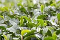 绿色茶巴德新鲜的叶子茶种植园