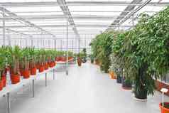 工业温室成长装饰植物