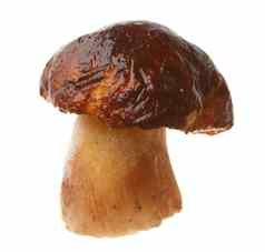 可食用的蘑菇牛肝菌属Edulis
