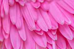 粉红色的非洲菊花瓣