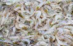 小淡水虾对虾阿维罗斯特里斯